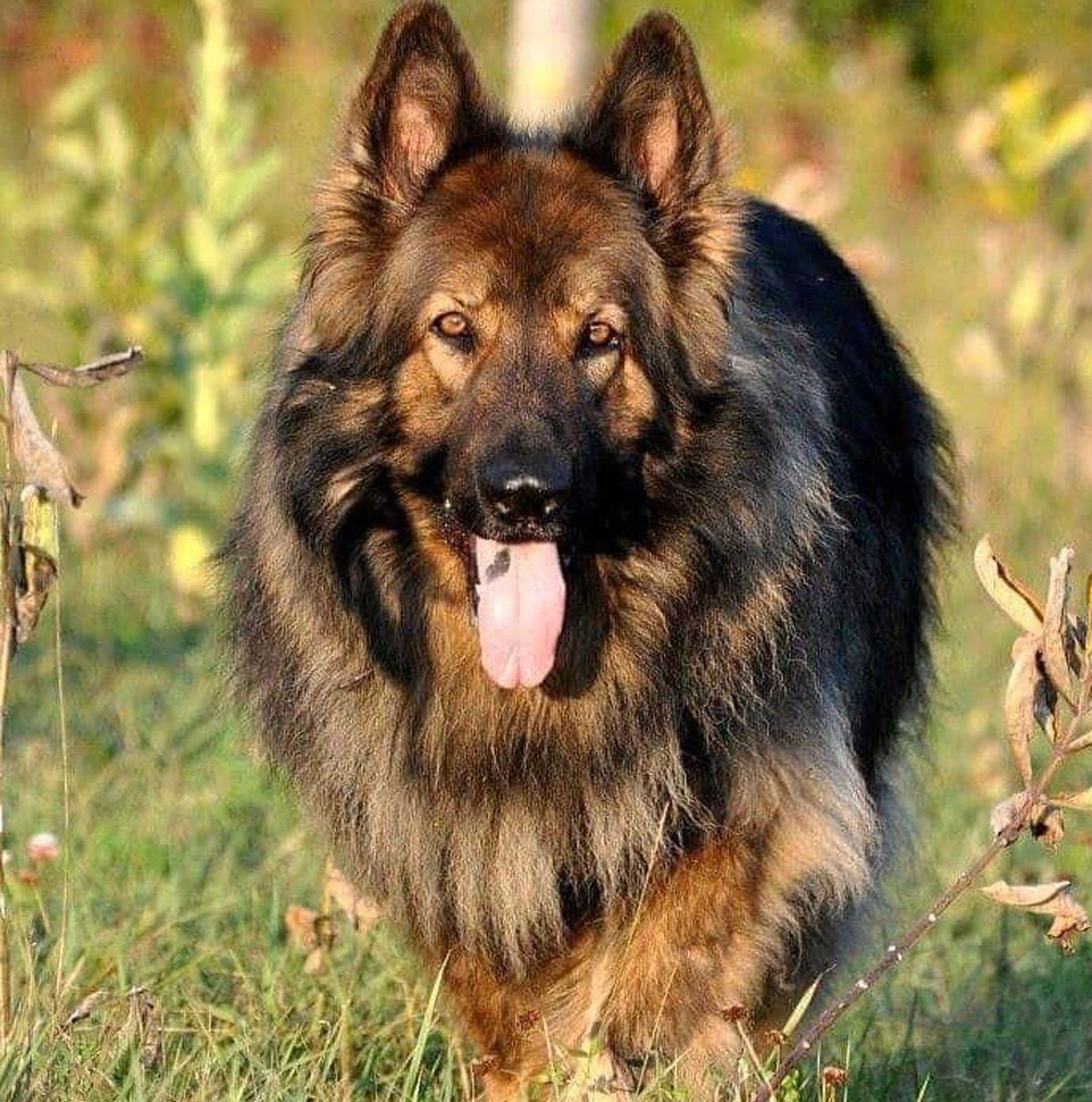 Island Shiloh breeding
